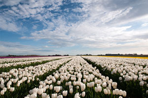 In het voorjaar zijn er vele tulpenvelden op Goeree Overflakkee, deze heeft prachtige witte bloemen Foto (c) Joop Grootenboer